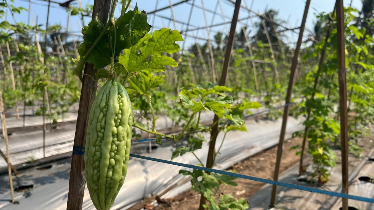 Buah paria di para para