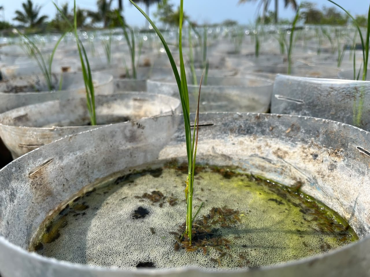 Pembibitan padi dalam wadah